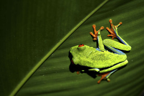 Upside down Red-eyed tree frogs are nocturnal and will spend most of the daytime hiding and sleeping. Despite the flashy colours, these frogs are not poisonous. Costa Rica,Geotagged,Green,Monteverde,Red-eyed Tree Frog,nocturnal