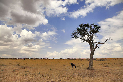 Lone Gnu A lone gnu standing under a lone tree. Probably too tired or wounded to keep up with the herd and left behind on its own... Africa,Blue wildebeest,Connochaetes taurinus,Geotagged,Kenya,Masai Mara