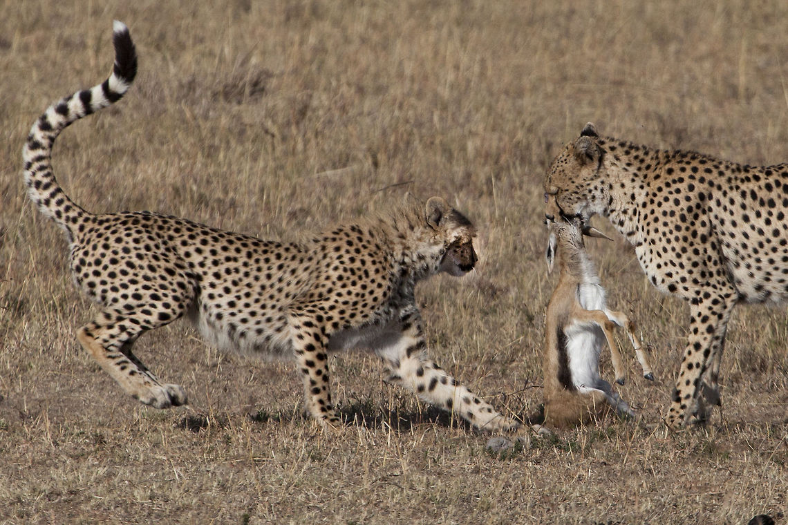 Learning to Hunt A mother cheetah brings her cub a baby gazelle. The cub will learn how to hunt from her mother... Acinonyx jubatus,Africa,Cheetah,Geotagged,Kenya,Masai Mara,hunting