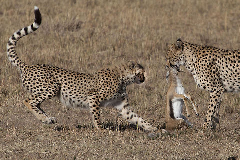 Learning to Hunt A mother cheetah brings her cub a baby gazelle. The cub will learn how to hunt from her mother... Acinonyx jubatus,Africa,Cheetah,Geotagged,Kenya,Masai Mara,hunting