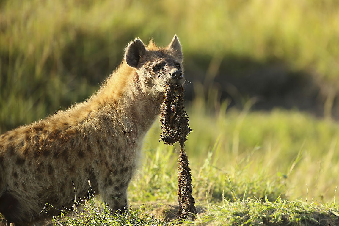 Trophy A spotted hyena plays with the remains of a recent kill in Kenya&#039;s Masai Mara... Crocuta crocuta,Geotagged,Kenya,Spotted Hyena