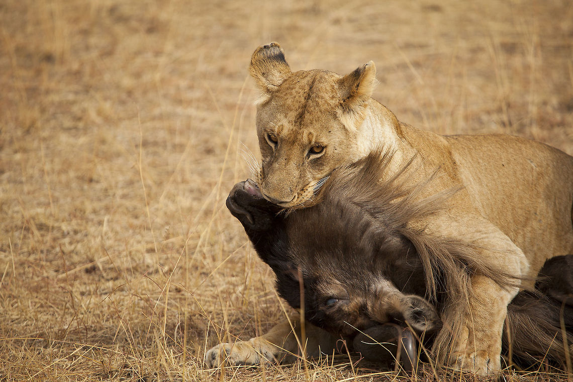 Kiss of Death A female lion suffocating a wildebeest... Geotagged,Kenya,Lion,Masai Mara,Panthera leo,hunt,wildebeest