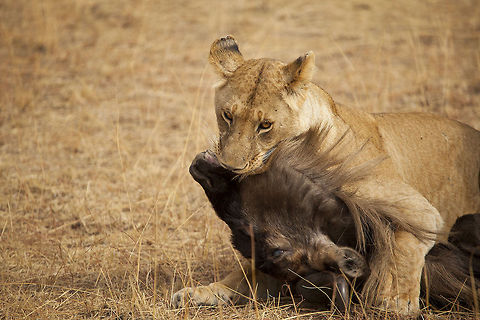 Kiss of Death A female lion suffocating a wildebeest... Geotagged,Kenya,Lion,Masai Mara,Panthera leo,hunt,wildebeest