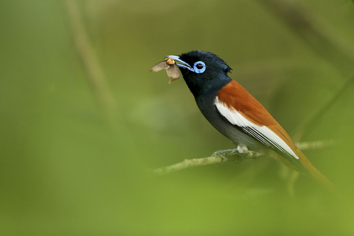 Fly Catcher An African Paradise Flycatcher perched on a branch, ready to consume its recent catch... Africa,African Paradise Flycatcher,Geotagged,Kenya,Masai Mara,Terpsiphone viridis