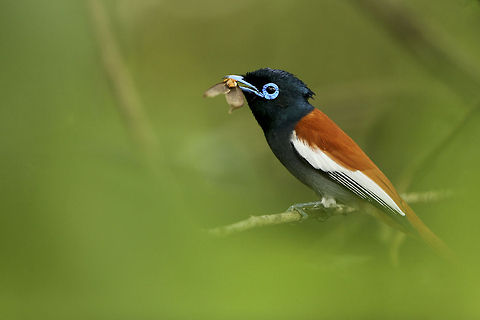 Fly Catcher An African Paradise Flycatcher perched on a branch, ready to consume its recent catch... Africa,African Paradise Flycatcher,Geotagged,Kenya,Masai Mara,Terpsiphone viridis
