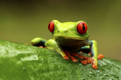 Red & Green A red-eyed tree frog sitting on a leaf after a heavy rain... Agalychnis callidryas,Costa Rica,Geotagged,Monteverde,Red-eyed tree frog,rain,rain fore