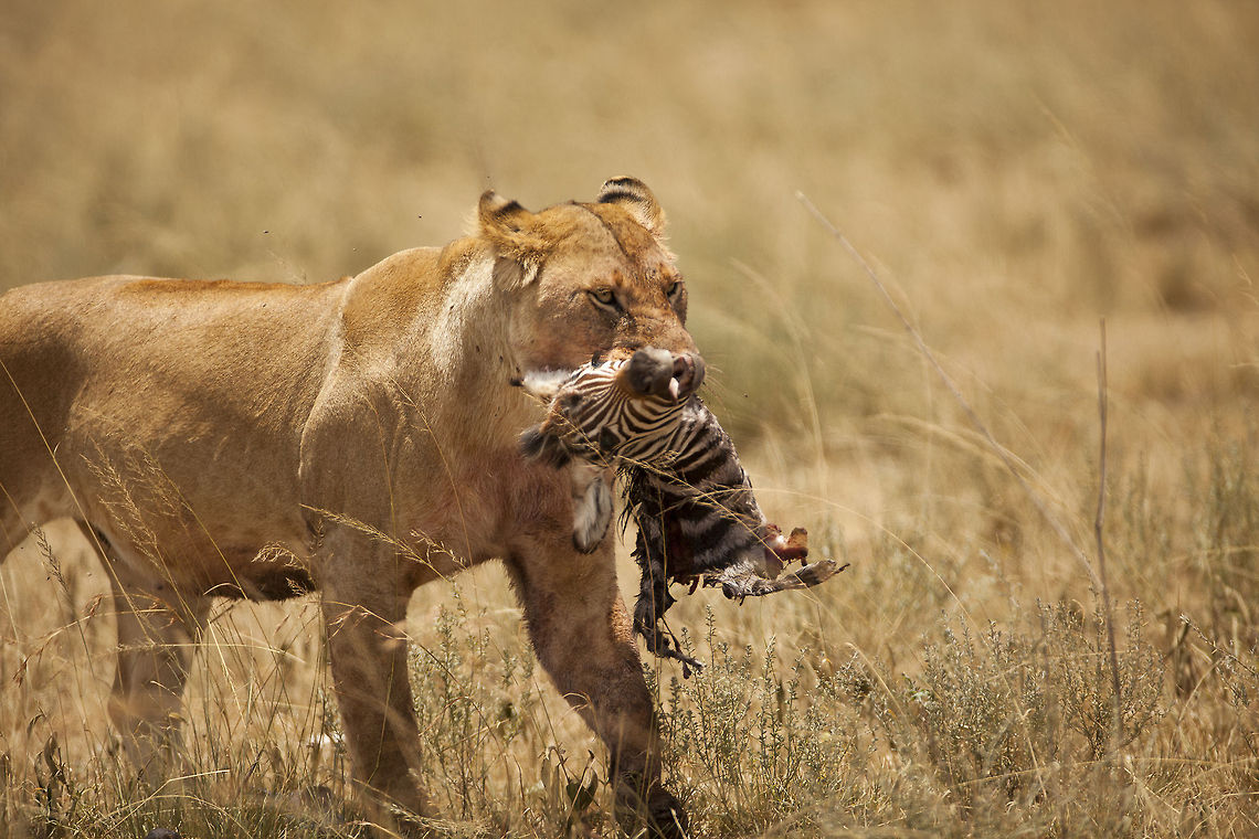 Head start A pride of lions take down a young zebra and this female gets her share from the hunt.. Geotagged,Lion,Panthera leo,Serengeti,Tanzania,Zebra,hunt