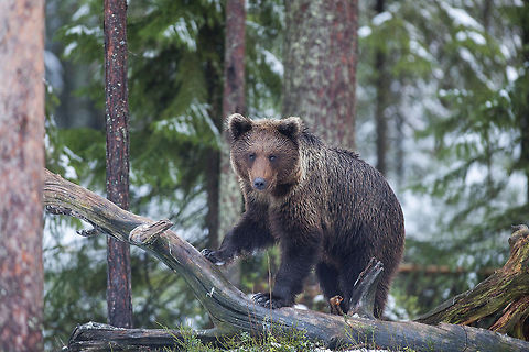 Watching you A brown bear, not being able to see the photographer under a camouflaged hide but well aware of his presence in the area...  Finland,Geotagged,Grizzly bear,Kuhmo,Ursus arctos