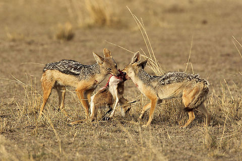Hunting pair Often seen near fresh kills or carcass, jackals are widely considered scavengers. However, living as pairs, jackals are very efficient hunters and can easily bring down gazelle or impala calves and sometimes even adult antelopes. Black-backed jackal,Canis mesomelas,Geotagged,Kenya