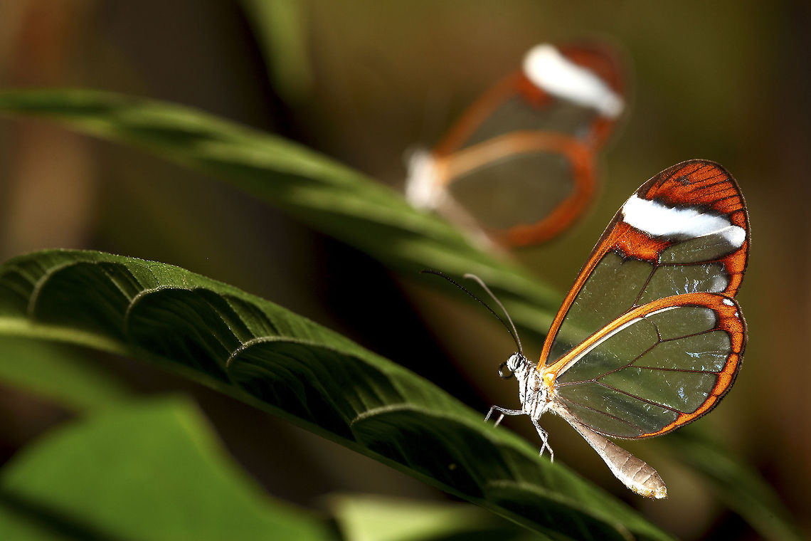 Glass wing It's transparent wings are a very unique method of camouflage... Costa Rica,Geotagged,Glasswinged butterfly,Greta oto