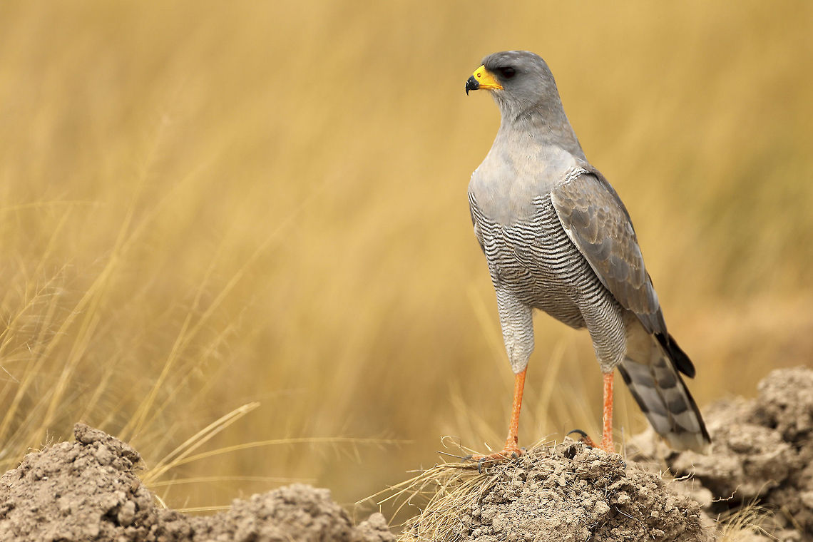 Serious bird One of my favourite birds of prey. Displays a very unique hunting method, often stalking the prey on foot... Africa,Amboseli,Geotagged,Kenya,Melierax canorus,Pale Chanting Goshawk