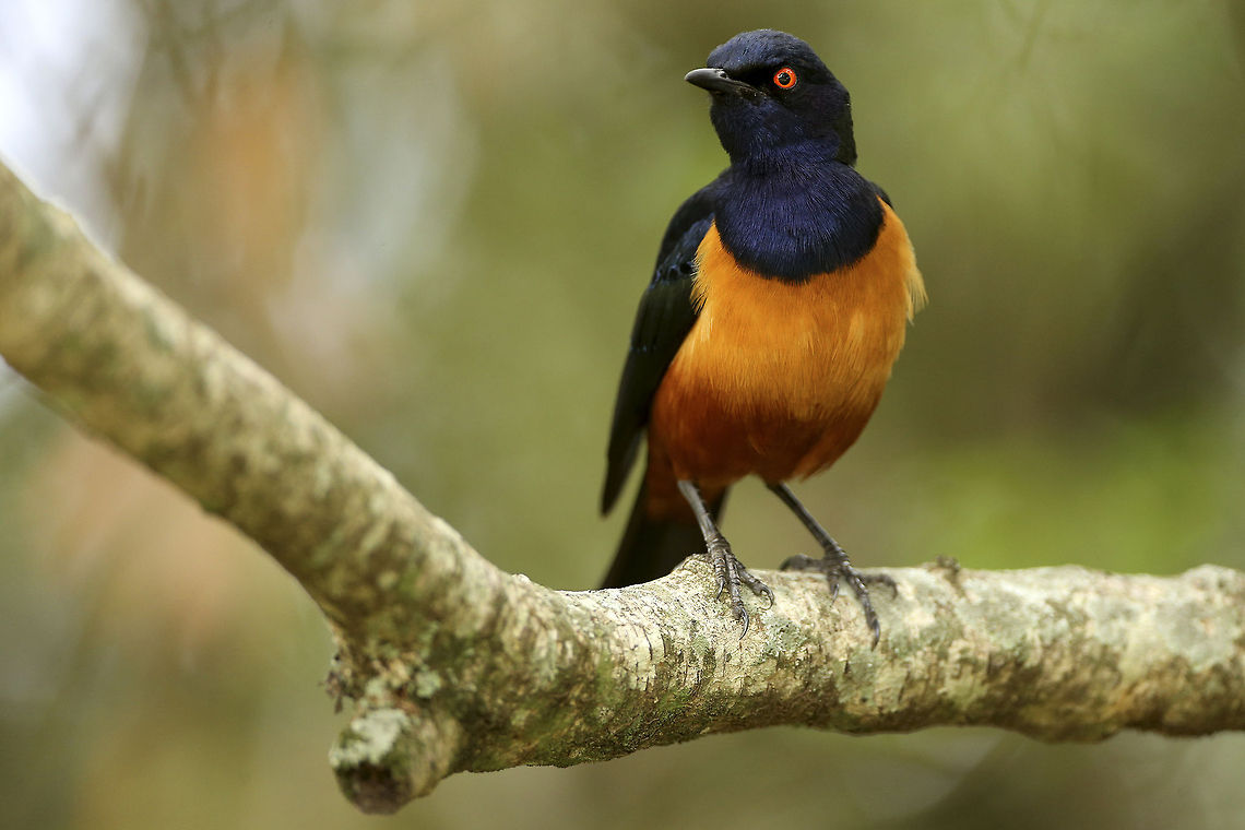 Hildebrandt's One of the most beautiful starlings in the world. Very easy to recognise as it is quite different compared to all other starlings in the region... Africa,Geotagged,Hildebrandts starling,Kenya,Lamprotornis hildebrandti,Masai Mara