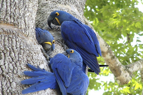 Blue & Yellow The largest parrot in the world is probably the noisiest as well. Nests in holes in tree trunks and can be seen along river beds flying fast and screaming hectically. Anodorhynchus hyacinthinus,Brazil,Geotagged,Hyacinth Macaw,Pantanal