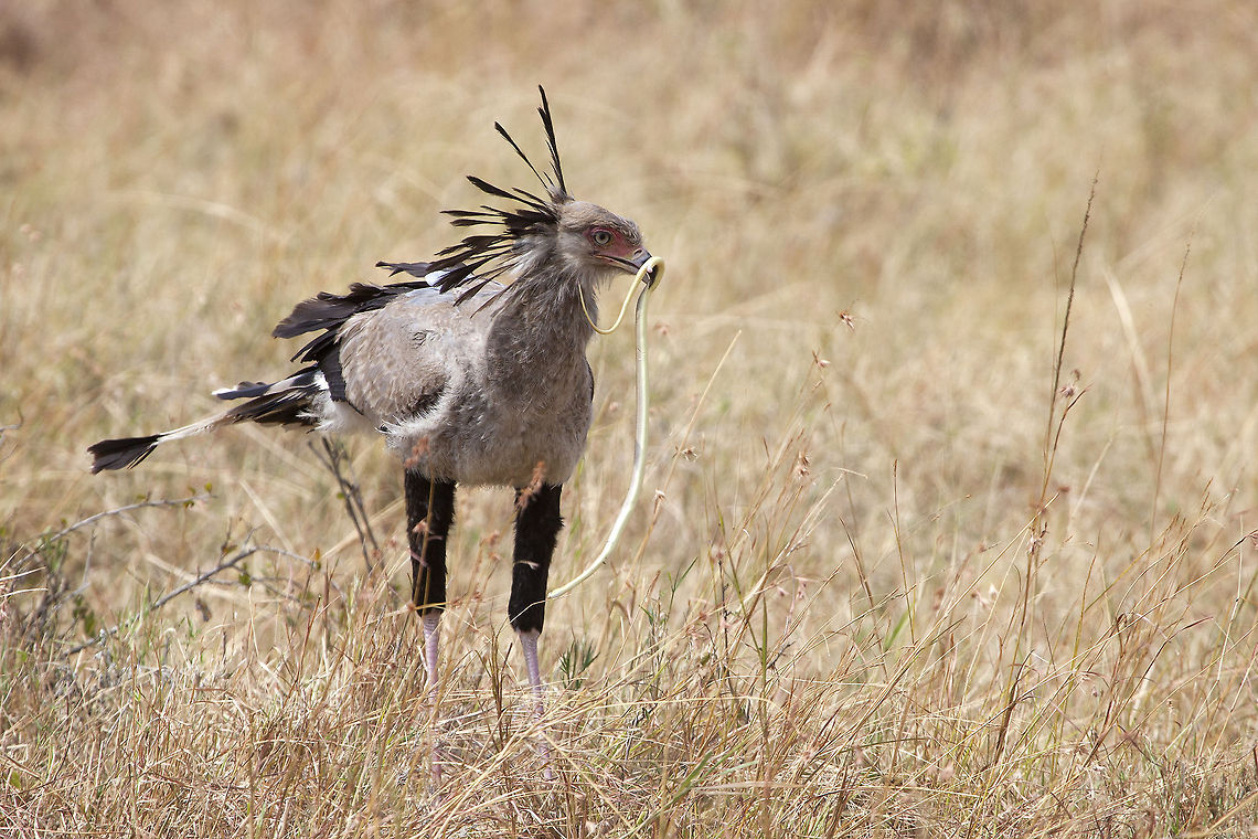 Snake Eater Secretary bird is possibly the most famous bird of the African plains. Hunts almost exclusively on reptiles, hence it&#039;s scientific latin name...  Africa,Geotagged,Kenya,Masai Mara,Sagittarius serpentarius,Secretary Bird,hunter,snake