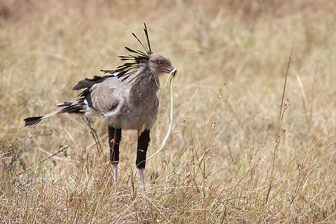 Snake Eater Secretary bird is possibly the most famous bird of the African plains. Hunts almost exclusively on reptiles, hence it's scientific latin name...  Africa,Geotagged,Kenya,Masai Mara,Sagittarius serpentarius,Secretary Bird,hunter,snake