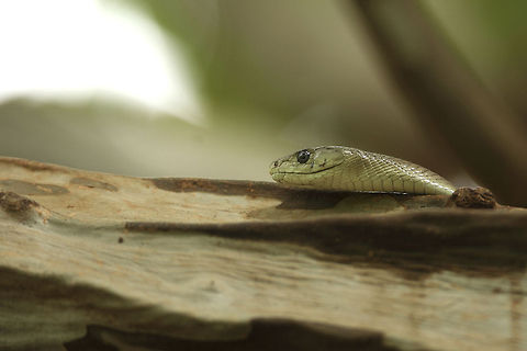 Black Mamba Such an amazing creature. A bit aggressive though : ) Africa,Black Mamba,Geotagged,Lake Manyara,Tanzania