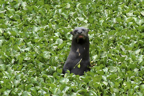 Wolf of the Rivers Locals call this giant "The Wolf of the Rivers". It's an apex predator and even jaguars and crocs keep away from them. They are fast, vicious, extremely good hunters and they swim as a pack. Brazil,Geotagged,Giant otter,Pantanal,Pteronura brasiliensis,Rio Negro