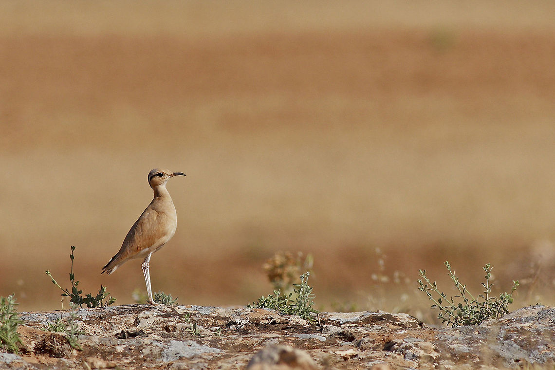 Cream-colored Such an epic camouflage, almost as same colour as the backdrop... Cream-coloured Courser,Cursorius cursor,Geotagged,Turkey