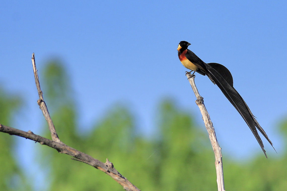 Long-tailed This bird really puts a lot of effort into flying. I hope to capture a decent flight shot someday... Botswana,Chobe NP,Geotagged,Long-tailed paradise whydah,Vidua paradisaea