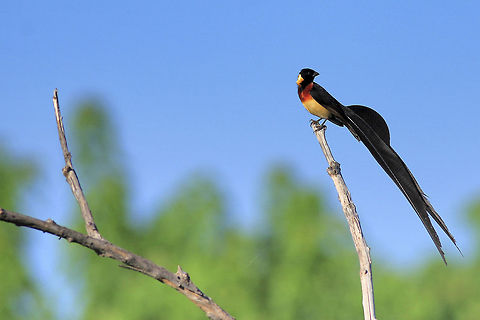 Long-tailed This bird really puts a lot of effort into flying. I hope to capture a decent flight shot someday... Botswana,Chobe NP,Geotagged,Long-tailed paradise whydah,Vidua paradisaea