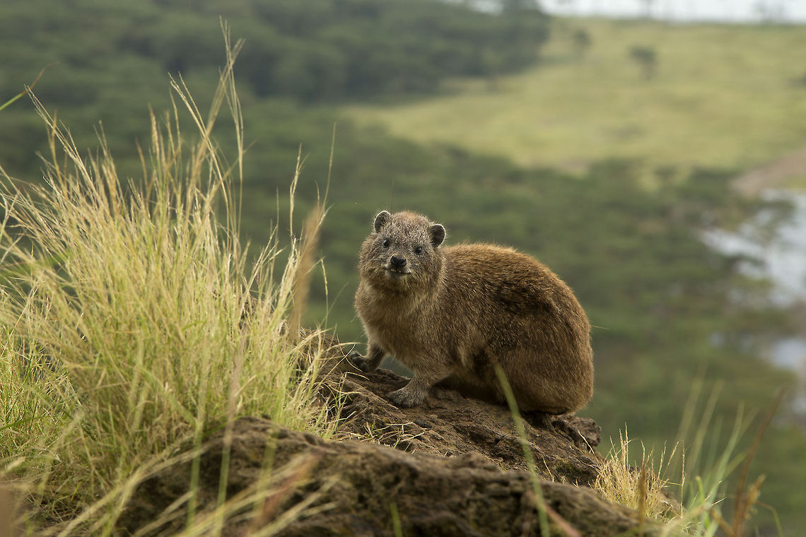 Rock Rabbit Also called a dassie or nick named rock rabbit, rock hyrax is one of the symbol animals of Lake Nakuru NP. They are abundant on the rocky crops of baboon hill...  Baboon Hill,Geotagged,Kenya,Nakuru,Procavia capensis,Rock hyrax