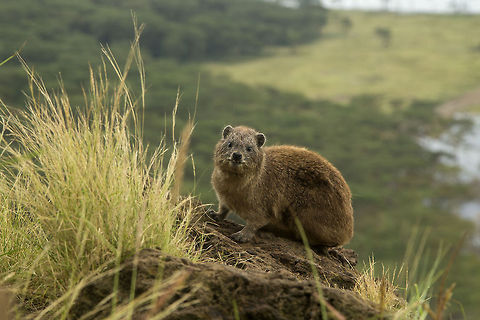Rock Rabbit Also called a dassie or nick named rock rabbit, rock hyrax is one of the symbol animals of Lake Nakuru NP. They are abundant on the rocky crops of baboon hill...  Baboon Hill,Geotagged,Kenya,Nakuru,Procavia capensis,Rock hyrax
