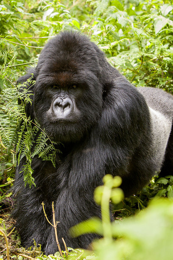 The Boss This is the dominant silverback of the Umubano family. His name is Charles and he is a very brave leader. At the time of this photo, he was the only silverback in his family. Currently, there is another silverback in the family named Bunyenyeri. However, Charles continues to be the dominant leader.. Geotagged,Gorilla beringei beringei,Mountain gorilla,PNV,Rwanda,Umubano