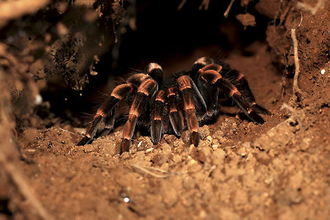 Tarantula Almost as large as a human palm, this tarantula can prey on insects, other spiders and even small birds... Costa Rica,Costa Rican red legged tarantula,Geotagged,Megaphobema mesomelas