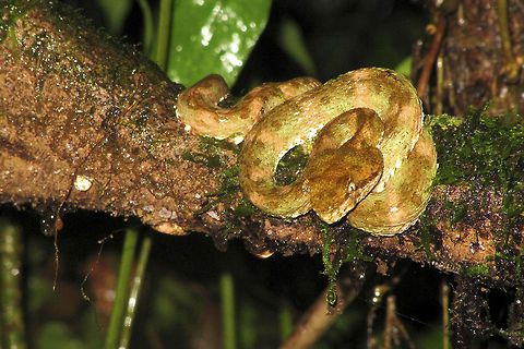 Eyelash Small but deadly... A master of camouflage, eyelash viper can be found in many different colours and patterns.                                Bothriechis schlegelii,Costa Rica,Eyelash Viper,Geotagged,Volcano Arenal