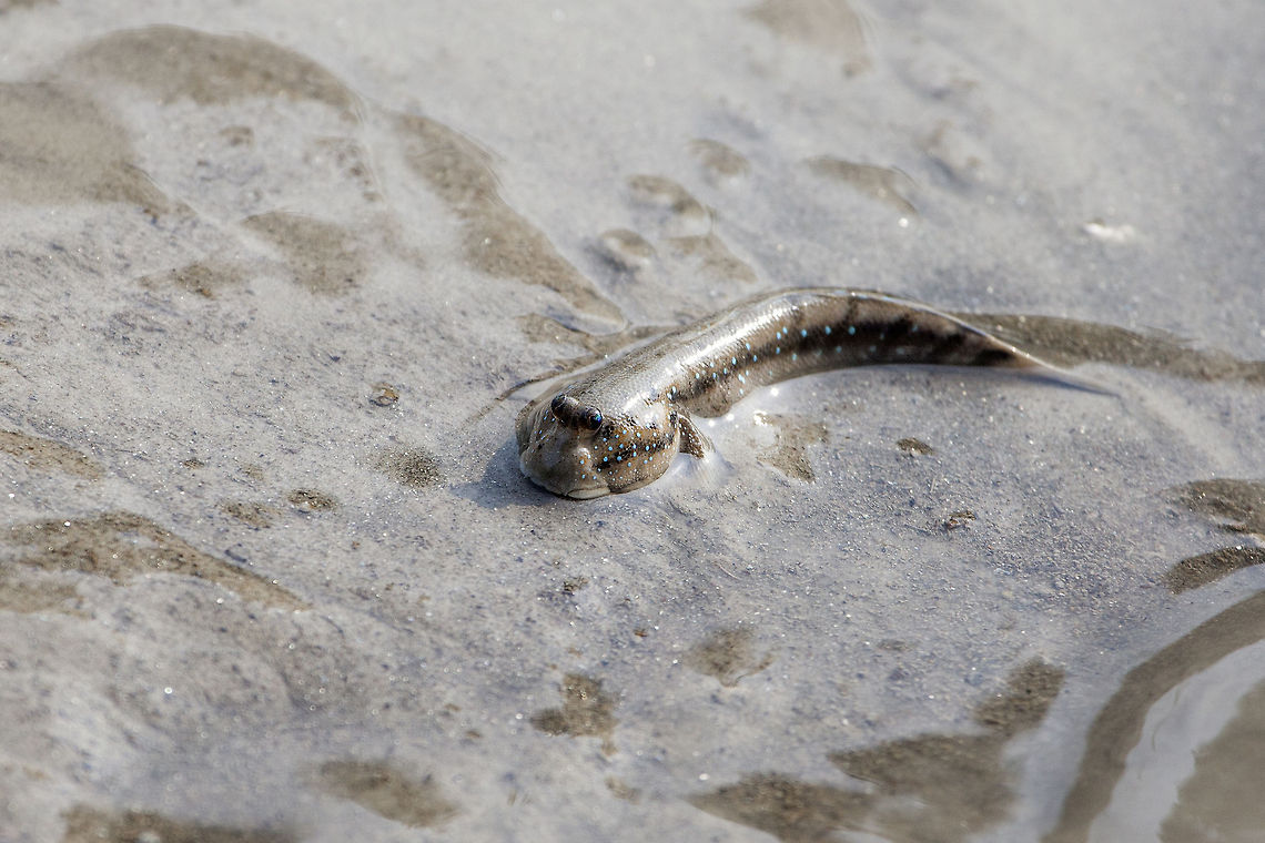 Mudskipper A very interesting amphibian, able to store air and wander around outside water. Uses its fins to walk around. Usually lives around areas that has high tide activity. Blue-spotted Mudskipper,Blue-spotted mudskipper,Boleophthalmus boddarti,Geotagged,India,Sunderban