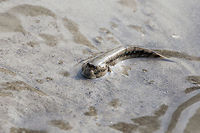 Mudskipper A very interesting amphibian, able to store air and wander around outside water. Uses its fins to walk around. Usually lives around areas that has high tide activity. Blue-spotted Mudskipper,Blue-spotted mudskipper,Boleophthalmus boddarti,Geotagged,India,Sunderban