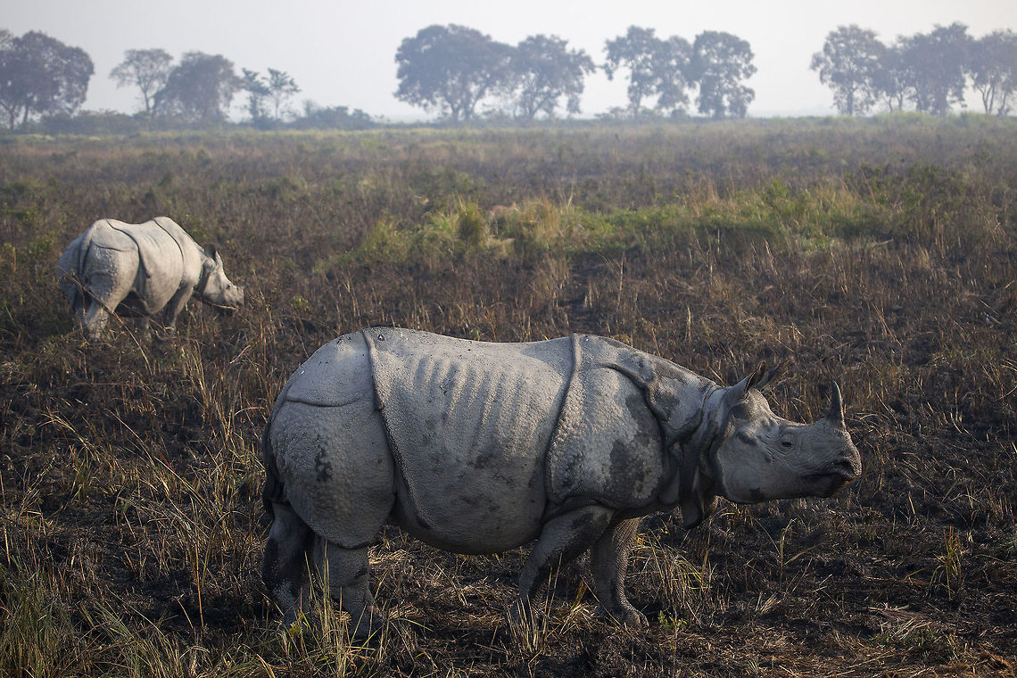 One-horned One of the 5 rhino species still around. Population is divided into India and Nepal. Conservation efforts helped the growth of the population but still no more than a couple of thousand rhinos in the wild. Geotagged,India,Indian rhinoceros,Kaziranga,Rhinoceros unicornis