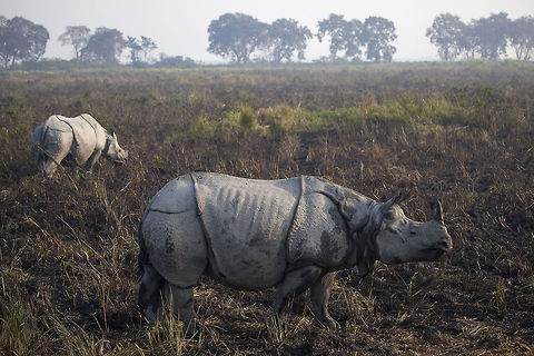 One-horned One of the 5 rhino species still around. Population is divided into India and Nepal. Conservation efforts helped the growth of the population but still no more than a couple of thousand rhinos in the wild. Geotagged,India,Indian rhinoceros,Kaziranga,Rhinoceros unicornis