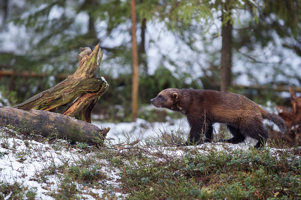 Wolverine An amazing creature to watch in the wild. Very strong, very curious and very clever. Usually wanders alone but sometimes (if there is a carcass around) 2 or 3 can be seen in the same area. Finland,Geotagged,Gulo gulo,Kuhmo,Wolverine