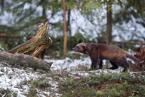 Wolverine An amazing creature to watch in the wild. Very strong, very curious and very clever. Usually wanders alone but sometimes (if there is a carcass around) 2 or 3 can be seen in the same area. Finland,Geotagged,Gulo gulo,Kuhmo,Wolverine