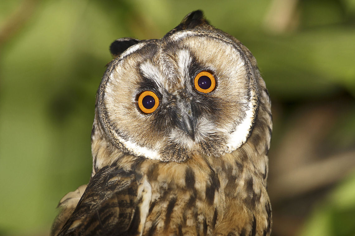 Orange eyes A curious long-eared owl curious about the photographer... Asio otus,Geotagged,Long-eared Owl,Spring,Turkey