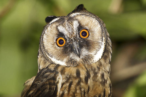 Orange eyes A curious long-eared owl curious about the photographer... Asio otus,Geotagged,Long-eared Owl,Spring,Turkey