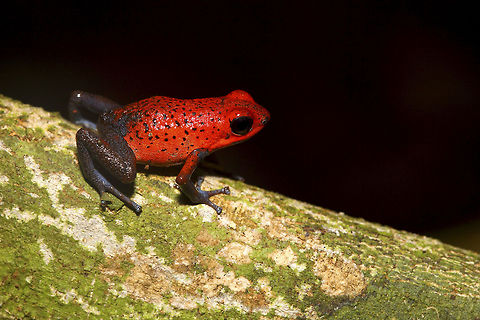 Poison Dart Frog Nick named as the "blue jean frog", this is a small but very poisonous frog. However, if you do not have any open wounds, cracks, rashes etc on your hand, you can hold this frog without a problem. Just make sure to wash your hand really good before you touch your eyes or put your fingers in your mouth : )  Costa Rica,Geotagged,La Selva,Poison dart frog