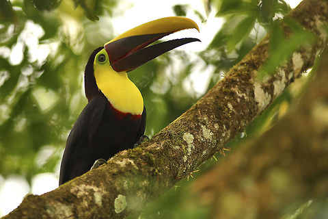 Toucan Toucans are probably one of the most famous birds in the bird. Easily recognised by the huge bill. Chestnut-mandibled toucan,Costa Rica,Geotagged,Ramphastos ambiguus swainsonii