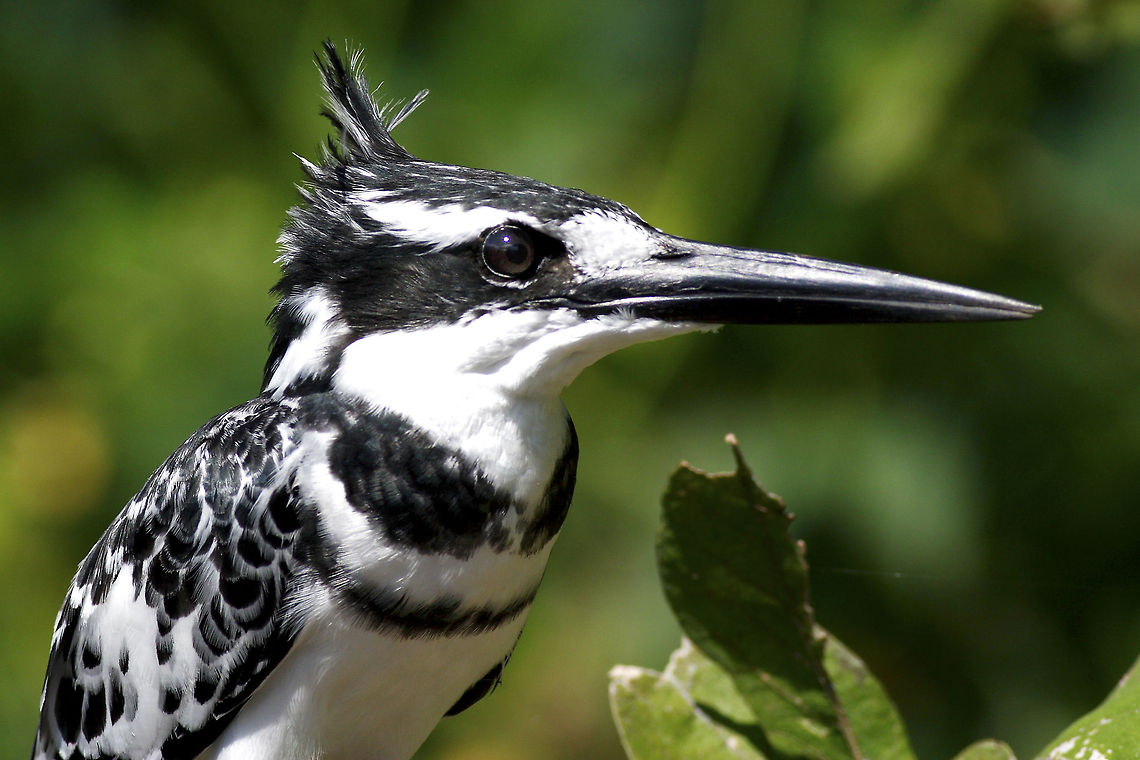 Black & White Chobe River is one of the few places where you can get up close and personal with kingfishers and waders... Botswana,Ceryle rudis,Geotagged,Pied Kingfisher