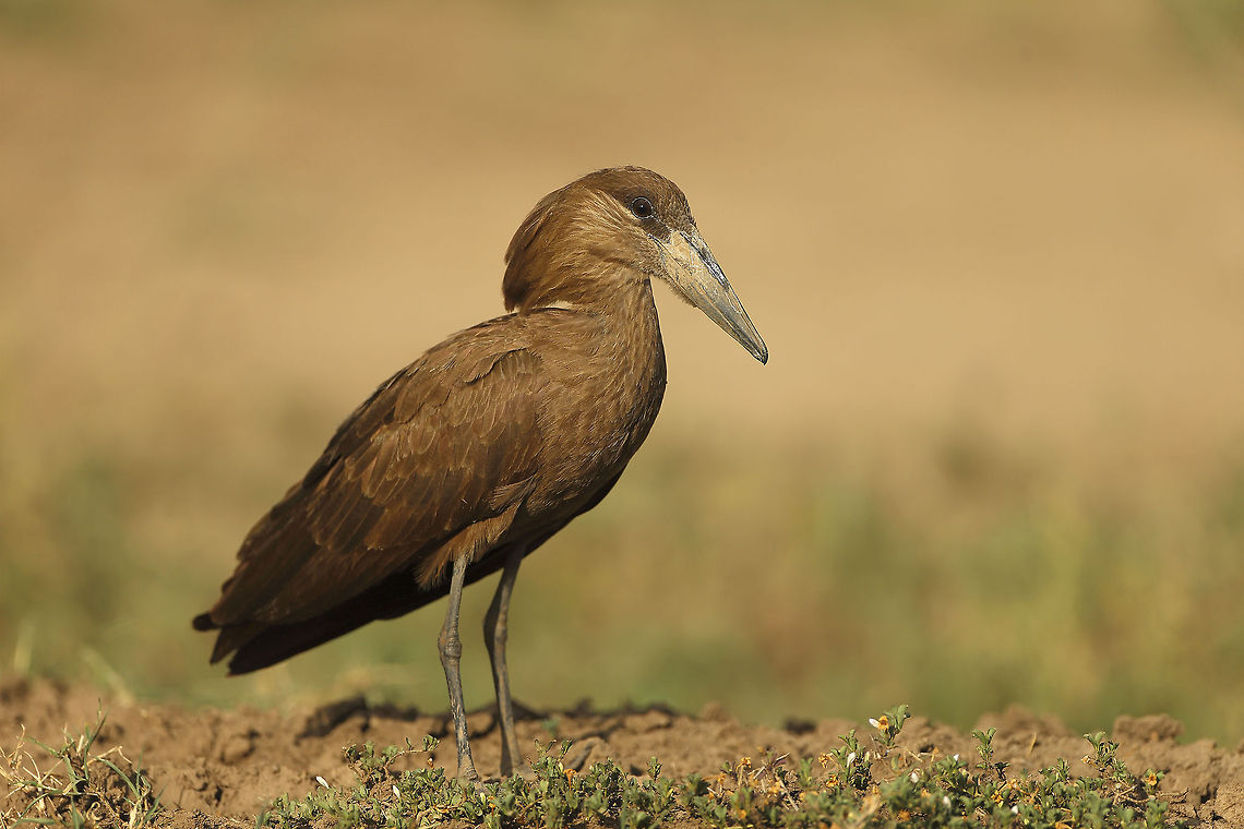 Hammer Head A unique bird, like nothing else. Builds a huge spherical nest... Geotagged,Hamerkop,Kenya,Scopus umbretta