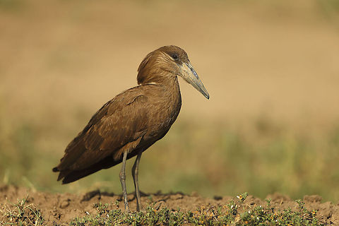 Hammer Head A unique bird, like nothing else. Builds a huge spherical nest... Geotagged,Hamerkop,Kenya,Scopus umbretta
