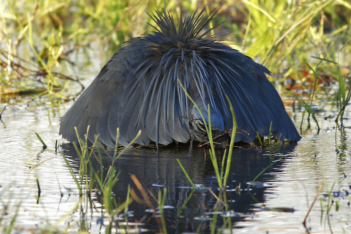 Water-lilly A bird or a flower? Black heron has a very unique hunting method called the &quot;canopy method&quot; or &quot;the umbrella trick&quot;. By folding its wings infront of its body and tucking in its head, the heron creates a shade under its body. This lures fish to swim under that shade to take cover, only to find out that it was a trap set by one of the most efficient hunters of the African wetlands.. Black heron,Botswana,Chobe NP,Egretta ardesiaca,Geotagged