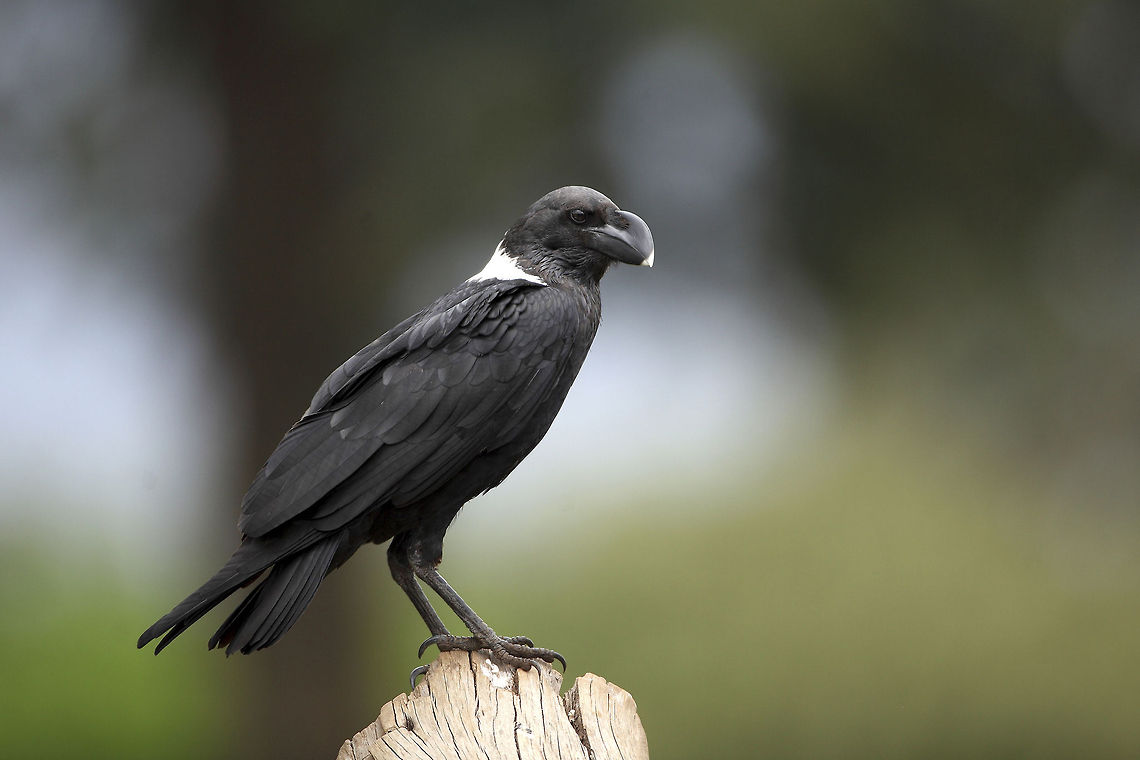 White-necked I really love all members of the &quot;corvus&quot; and this one is no exception.  Corvus albicollis,Geotagged,Tanzania,White-necked raven