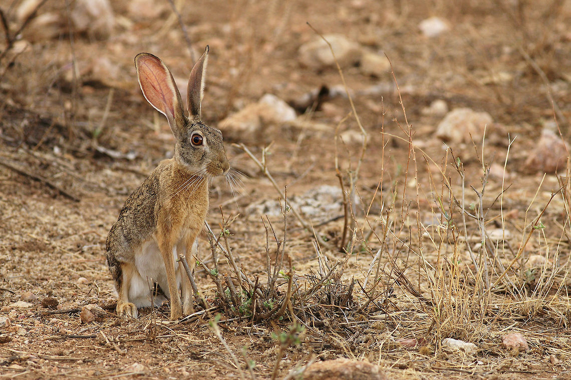 All ears... It is normally  really hard to spot this animal during broad daylight. I usually come across this species during night time in East Africa but for some reason in Samburu, you can come across a wild hare during the day...  African savanna hareLepus microtis,Geotagged,Kenya,Lepus microtis