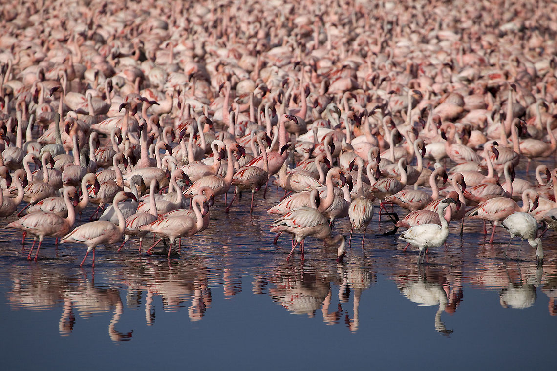 Good old days... Nakuru used to be one of the best places to see millions of lesser flamingos. The sound, the smell, the pink cover on the lake; it was all overwhelming. However, during the recent years, flamingos (along with many other wading birds) have abandoned Lake Nakuru due to flooding. There are still lots of animals and flamingos at Nakuru but it's not what it used to be... Geotagged,Kenya,Lesser Flamingo,Phoenicopterus minor