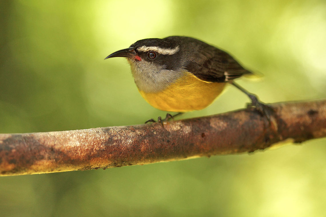 Banana.. This shot has a very interesting story to it. In the Monteverde Cloud Forest Reserve, there is a hummingbird feeding station. There are bird feeders full of nectar and the experts explain the species coming to the feeders. Hummingbirds are very hard to identify because they are small, very fast and most of them change colour varying on the angle of the light. While I was eagerly taking photos of the hummingbirds, this one came right next to me and stood there for minutes as if seeking attention. The moment I took several shots of the bird, it took off. It's job was done; bananaquit was officially in my portfolio : ) It was taken with a 100mm f2.8 macro lens and bird photographers will know that it's from a ridiculously close distance : ) Bananaquit,Coereba flaveola,Costa Rica,Geotagged,Monteverde