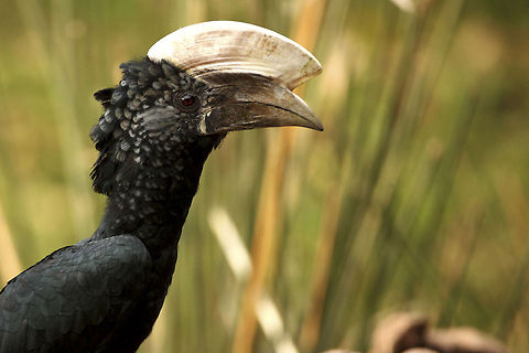 Hornbill One of the less colourful hornbills but still very beautiful... Bycanistes brevis,Geotagged,Silvery-cheeked Hornbill,Tanzania