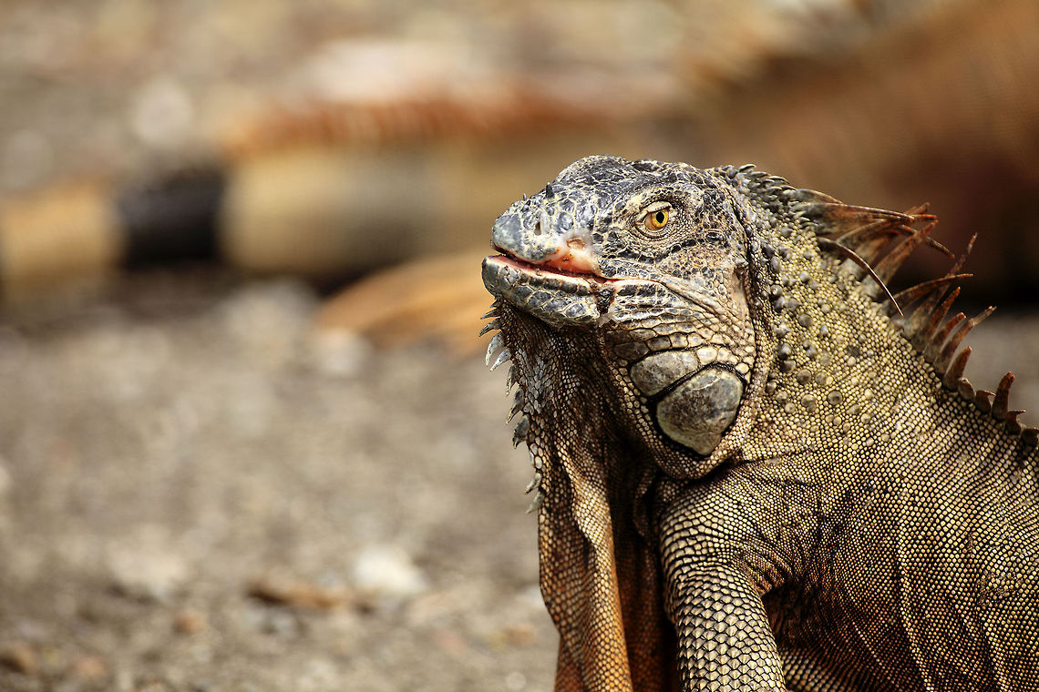 Iguana Despite the scary look and spiny back, very docile animal. Will run away most of the time but if not, quite harmless. Eats vegetation and small insects. Excellent climber and swimmer. Costa Rica,Geotagged,Green iguana,Iguana iguana