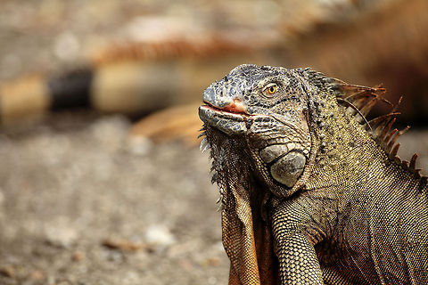 Iguana Despite the scary look and spiny back, very docile animal. Will run away most of the time but if not, quite harmless. Eats vegetation and small insects. Excellent climber and swimmer. Costa Rica,Geotagged,Green iguana,Iguana iguana